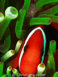 Tomato Anemonefish - Komodo National Park, Indonesia - Ju... by Christian Loader 
